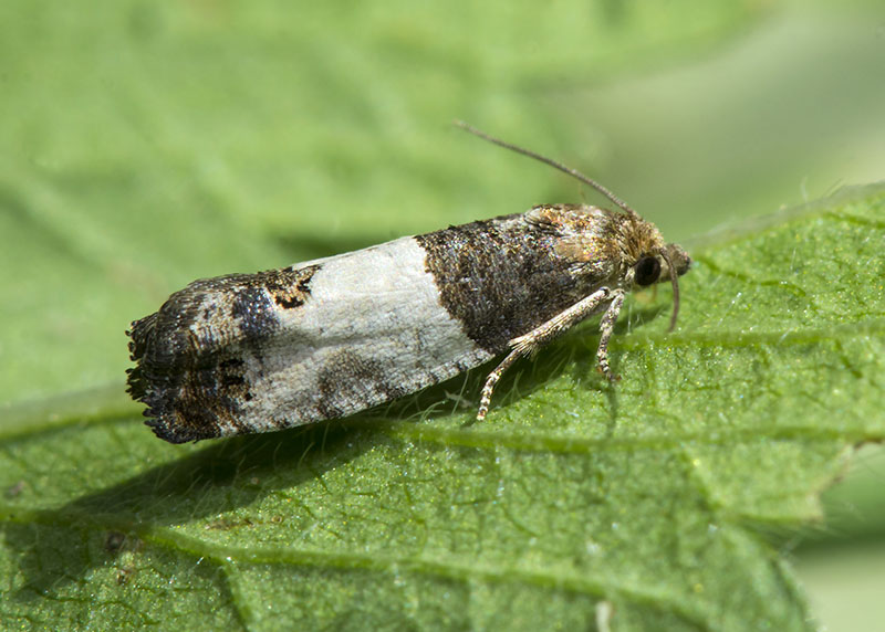 Tortricidae - Spinolota ocellana